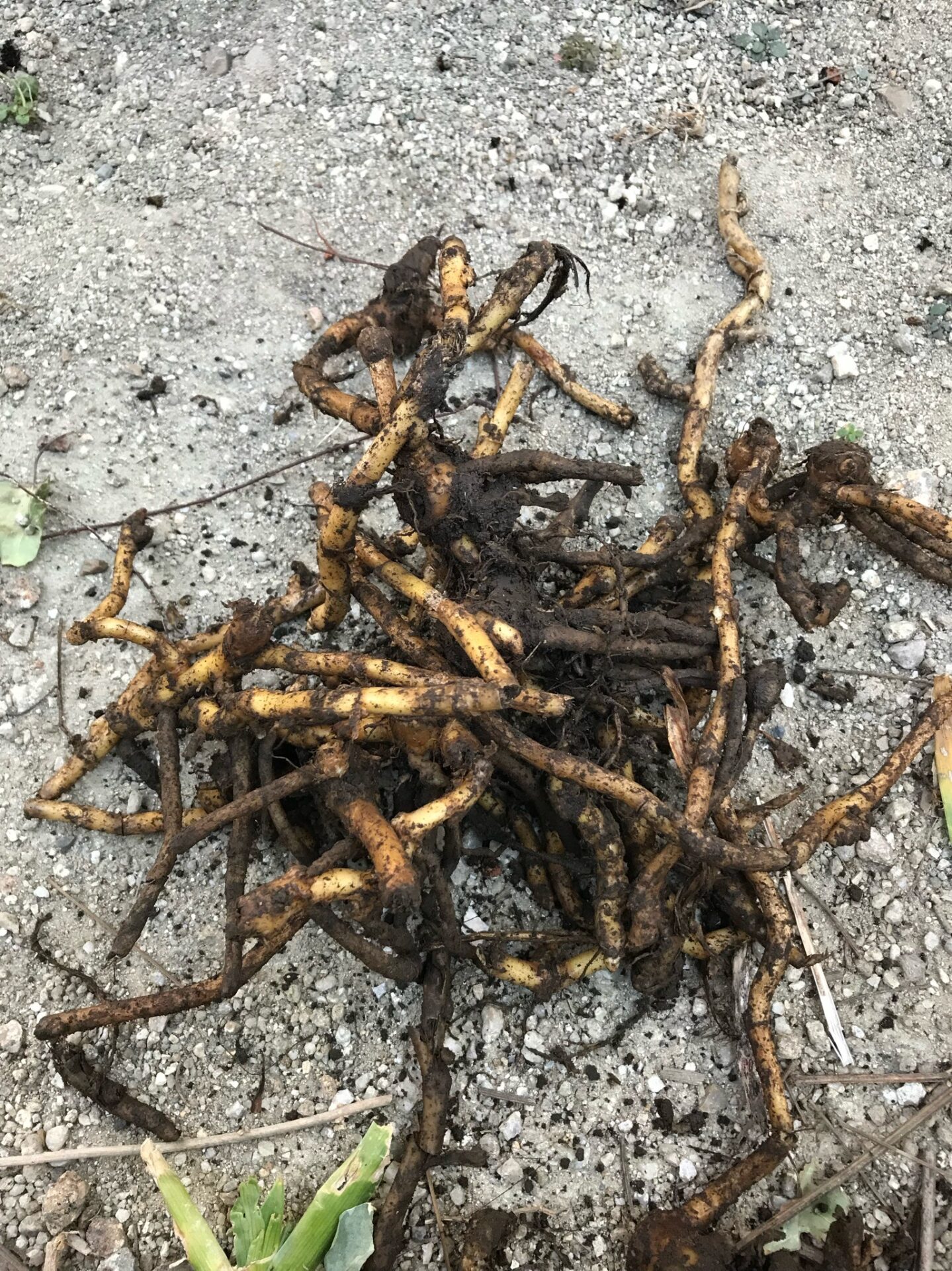 日当たりが悪い場所ではみょうが栽培一択 うみちゃんやまちゃんわーく